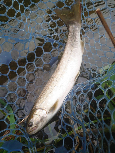 アメマスの釣果