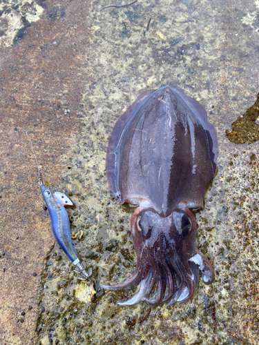 モンゴウイカの釣果