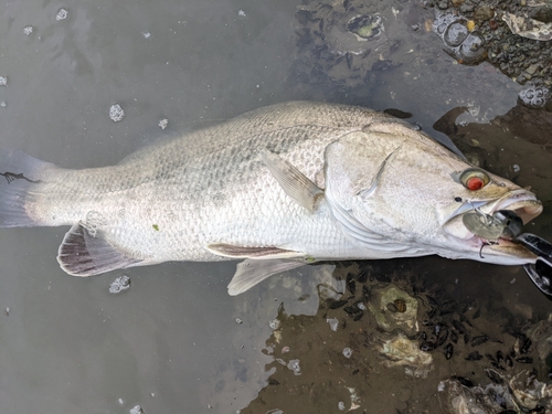 アカメの釣果