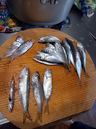 アジの釣果