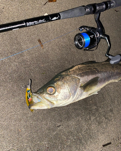 シーバスの釣果