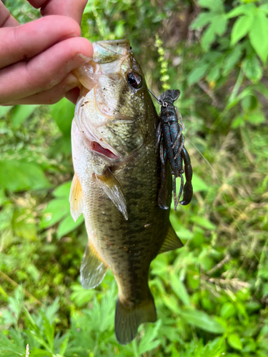 ブラックバスの釣果