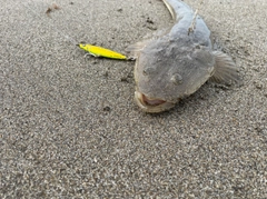 マゴチの釣果