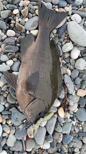 グレの釣果