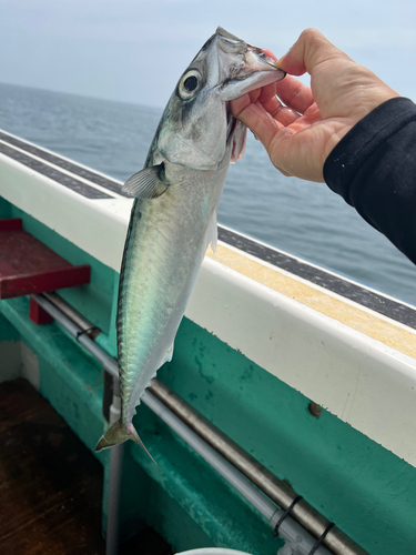 マサバの釣果