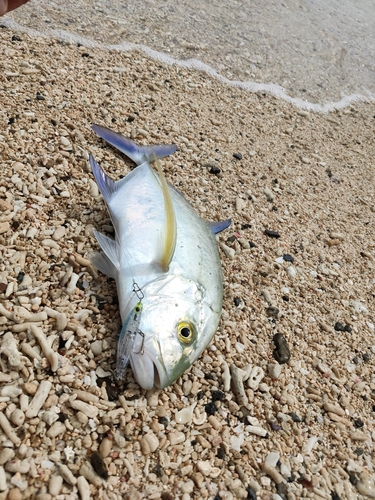 カスミアジの釣果