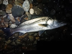 ハネ（マルスズキ）の釣果