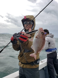 マダイの釣果