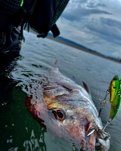 タイの釣果