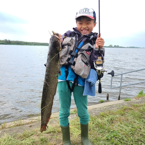 ナマズの釣果