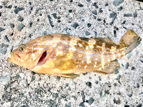 アズキハタの釣果