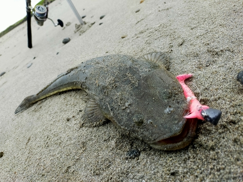 マゴチの釣果