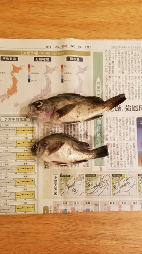 メバルの釣果