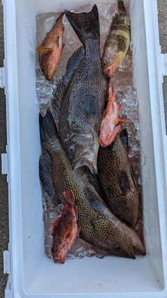 オオモンハタの釣果