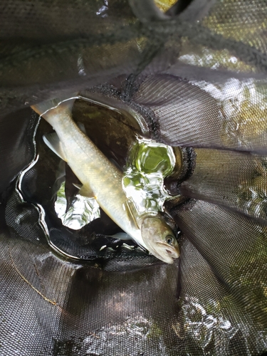 イワナの釣果