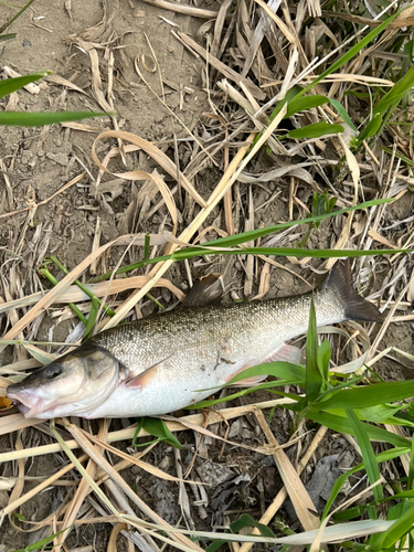 ウグイの釣果