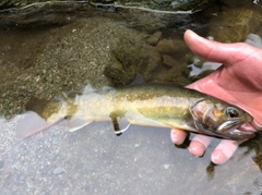 ヤマトイワナの釣果