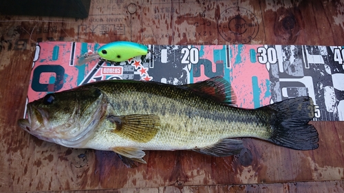 ブラックバスの釣果