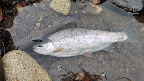 ニジマスの釣果