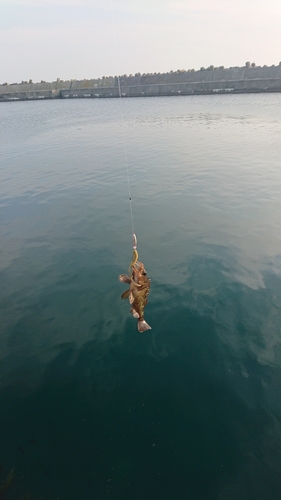 エゾメバルの釣果