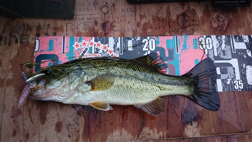 ブラックバスの釣果