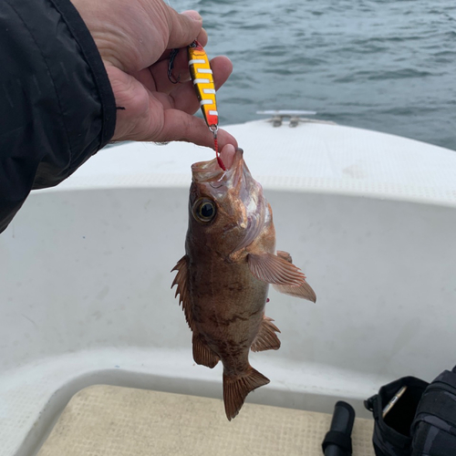 アカメバルの釣果