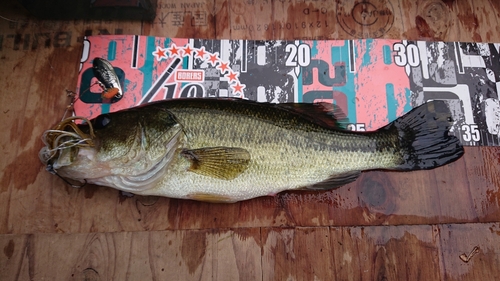 ブラックバスの釣果