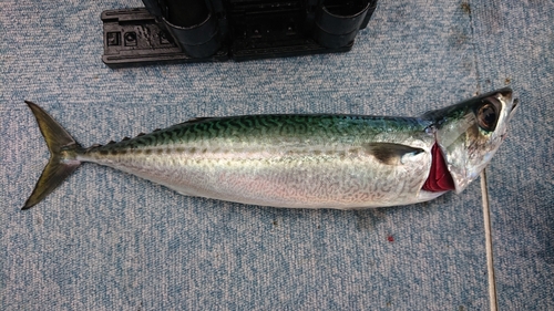 サバの釣果