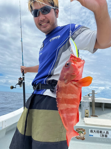 アカハタの釣果