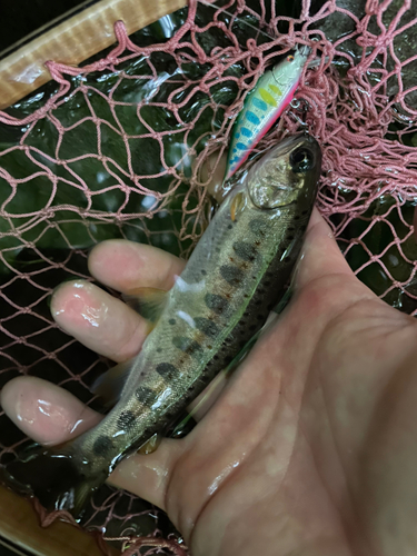 アマゴの釣果