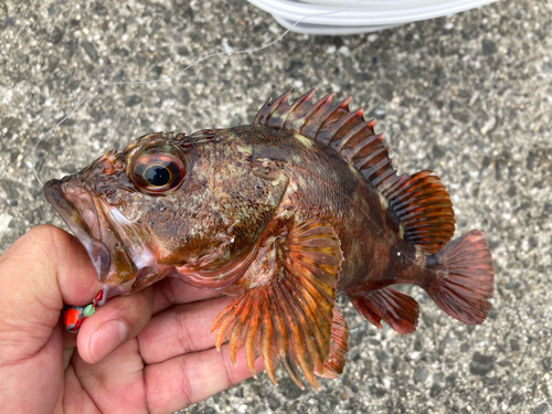 カサゴの釣果