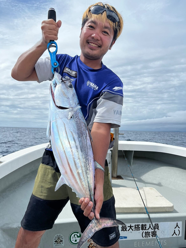 カツオの釣果