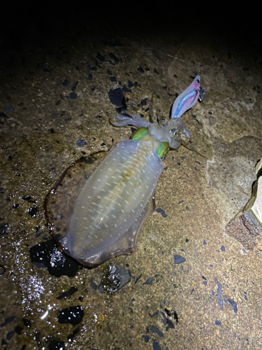 アオリイカの釣果