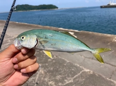 ヤズの釣果