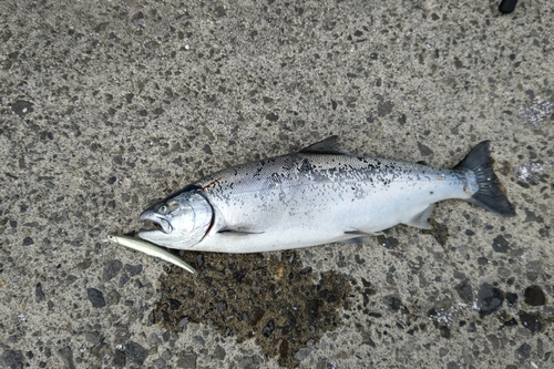 ウミサクラの釣果