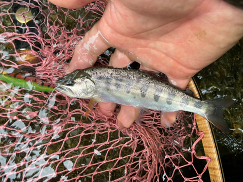 ヤマメの釣果