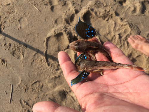 ホウボウの釣果