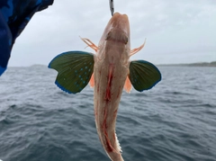 ホウボウの釣果