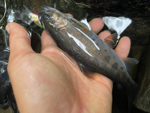 ヤマメの釣果