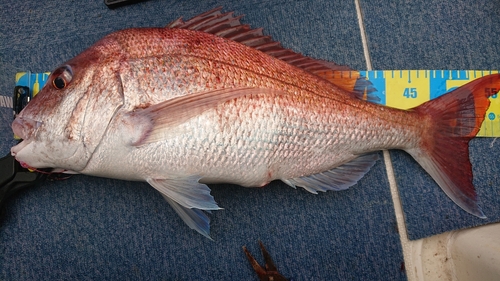 マダイの釣果