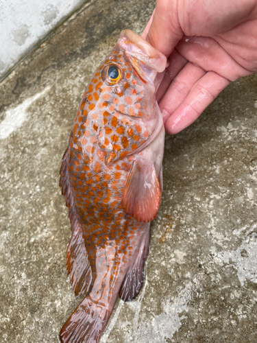 アカハタの釣果