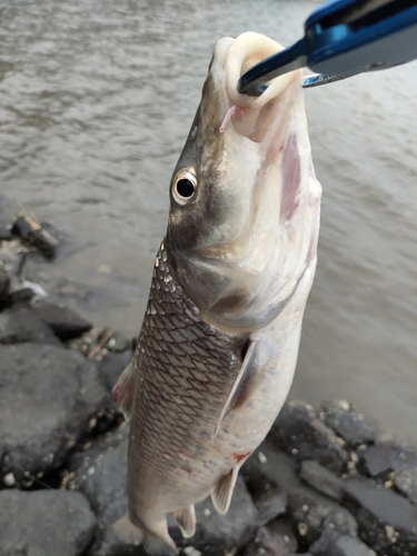 ニゴイの釣果