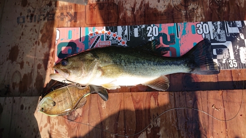 ブラックバスの釣果