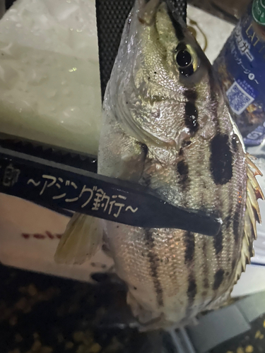 シマイサキの釣果