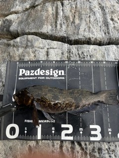 アイナメの釣果