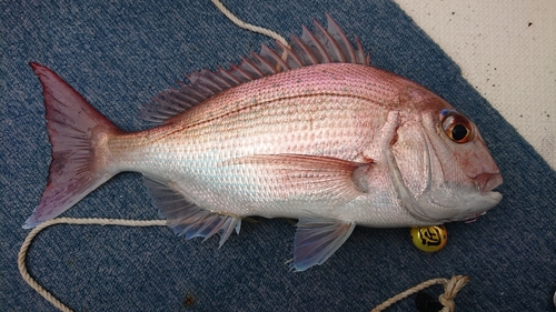 マダイの釣果