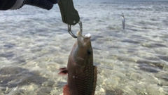 ヒロサーの釣果