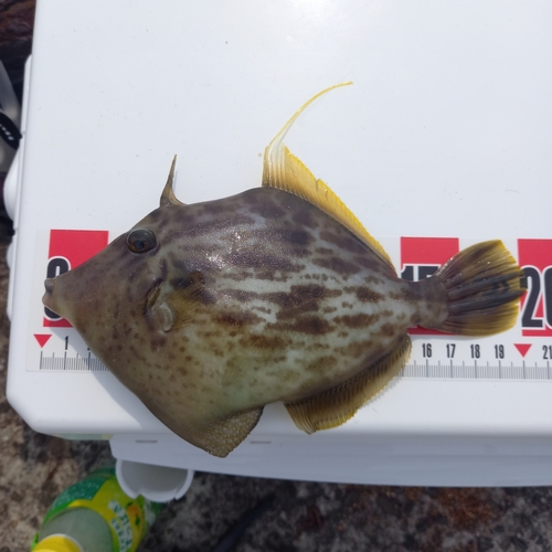 カワハギの釣果