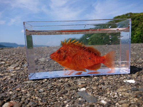 オキゴンベの釣果