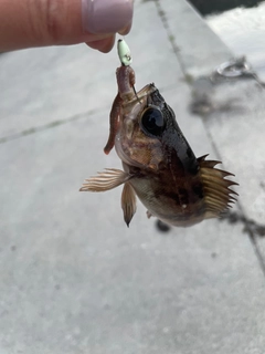 メバルの釣果